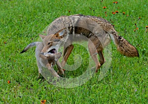 Adult Coyote playing with a wolf pup.