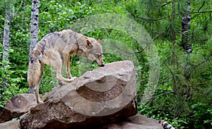 Adult Coyote standing on a rock.