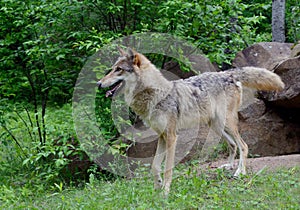 Adult Coyote standing on a rock.