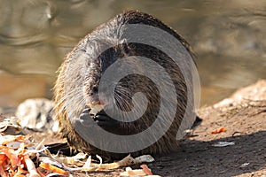 Adult coypu, nutria Myocastor coypus, Mus coypus sits on riverside in european city and hold celery root and carrot in paws and photo