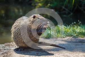 An adult coypu or nutria sitting on its hind paws before a pond and eating with relish