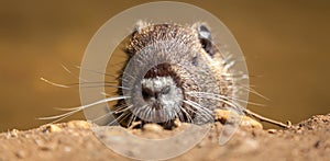 Adult Coypu showing its head over an earthy bank