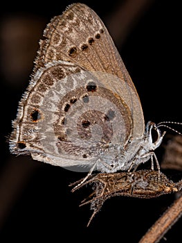 Adult Cramer Scrub Hairstreak Butterfly