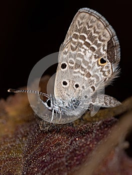 Adult Cramer Scrub Hairstreak Butterfly