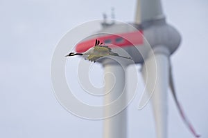 An adult crane bird flying dangerously near the blades of a wind turbine. photo