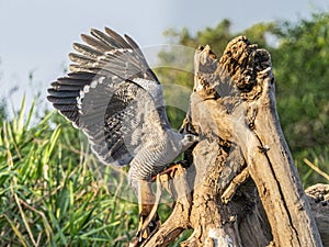 Adult Crane Hawk Hunting