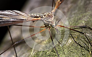 Cranefly family Tipulidae up close photo