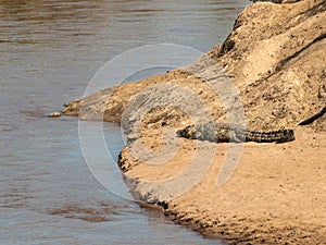 Adult crocodile lying on the sand near the water in the Masai Mara National Park