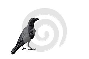 Adult Crow Isolated on White Background, Clipping Path