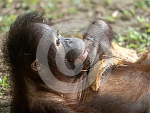 The Adult cub Bornean Orangutan, Pongo pygmaeus, Bali Safari Indonesia