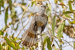 Brush Cuckoo in Queensland Australia photo