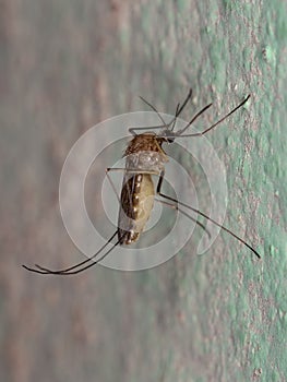 Adult Culicine Mosquito