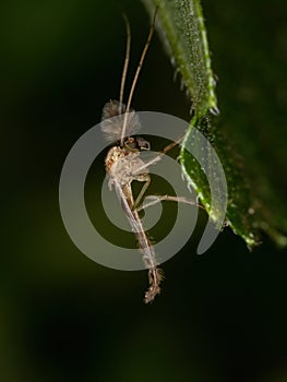 Adult Culicine Mosquito