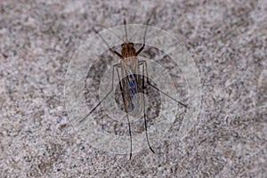 Adult Culicine Mosquito