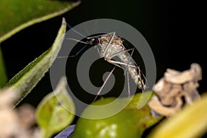 Adult Culicine Mosquito