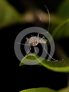 Adult Culicine Mosquito Insect