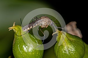 Adult Culicine Mosquito Insect photo