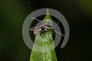 Adult Culicine Mosquitoe Insect photo