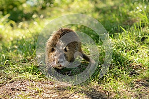 Adult cute muskrat with red teeth and a long tail in the summer.