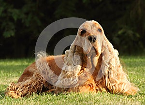 Adult and cute red Cocker Spaniel feline sitting in the green grass, morning sun