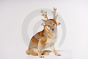 An adult cute red-haired dog in new year's costume with deer antlers. Dog