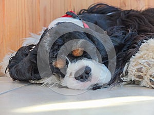 Adult cute tri-color American Cocker Spaniel