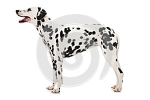 Adult dalmatian dog isolated on white background