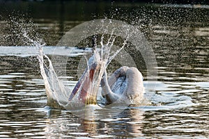 Adult Dalmatian Pelican trying to catch a fish