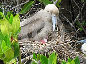 An adult dark morph  Red Footed Booby in the nesting area of trees and shrubs in The Galapogos Islands , Ecuador.