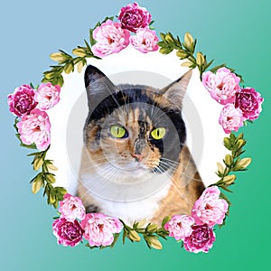 Adult dark tricolor domestic female cat in floral round frame, looks around, veterinary support for four-legged, concept of love