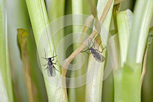 Adult of Dark-winged fungus gnat, Sciaridae on the soil. These are common pests that damage plant roots, are common pests of ornam