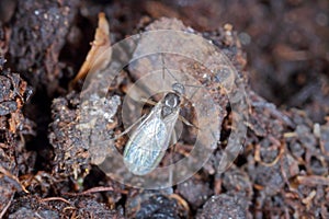 Adult of Dark-winged fungus gnat, Sciaridae on the soil. These are common pests that damage plant roots, are common pests of ornam