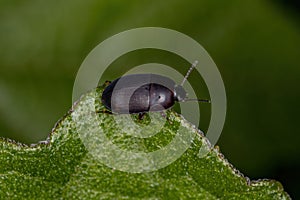 Adult Darkling Beetle