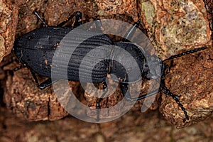 Adult Darkling Beetle