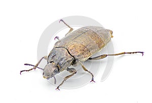 Adult Darkling Beetle - Bothrotes canaliculatus acutus - gold or golden brown yellow metallic luster shiny iridescence color,