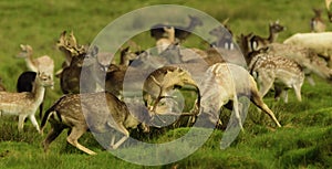 Adult deer - stags rutting to impress the females