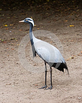 Adult demoiselle Crane