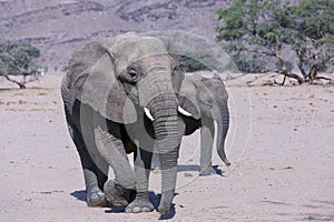 Adult desert elephants with baby in the savannah