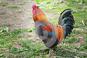 Adult of different colors rooster standing on