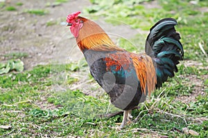 Adult of different colors rooster walking on farmyard