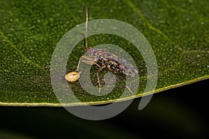 Adult Dirt-colored Seed Bug