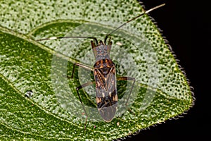 Adult Dirt-colored Seed Bug