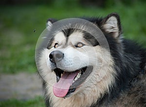 Adult dog Alaskan Malamute looking at a fly