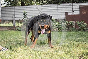 Adult dog. Breed Rottweiler. Puppies.