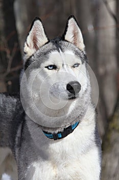 Adult dog breed Siberian Husky