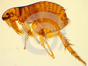 Adult dog flea under microscope 40x magnification
