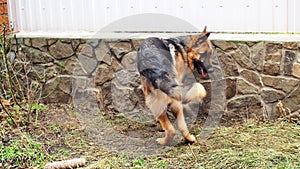 Adult dog German shepherd chasing the tail. The animal spinning and bites itself. Excited nervous behavior of the dog