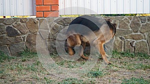 Adult dog German shepherd chasing the tail. The animal spinning and bites itself. Excited nervous behavior of the dog