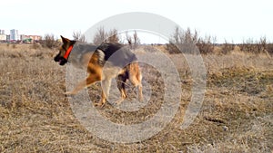 Adult dog German shepherd chasing tail on a walk. The animal spinning and bites itself. Excited nervous behavior of the