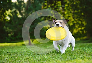 Adult dog playing catch and fetch with plastic disk outdoor photo